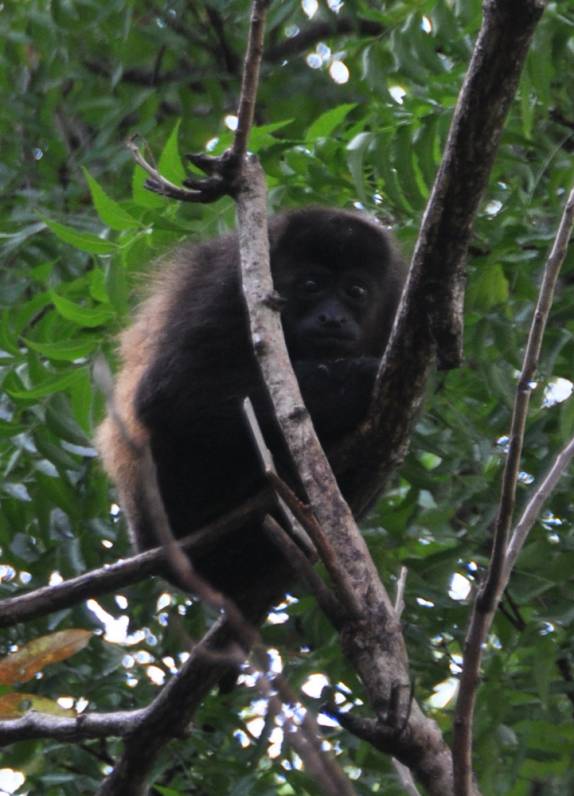 Macacos são comumente avistados nas estradas da Isla Ometepe, no lago Nicarágua, sul do país